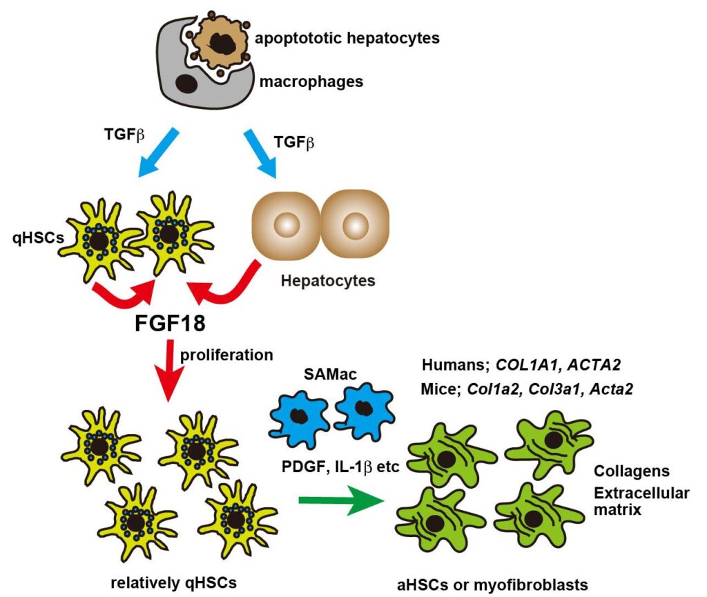 Fibroblast Growth Factor Stimulates The Proliferation Of Hepatic