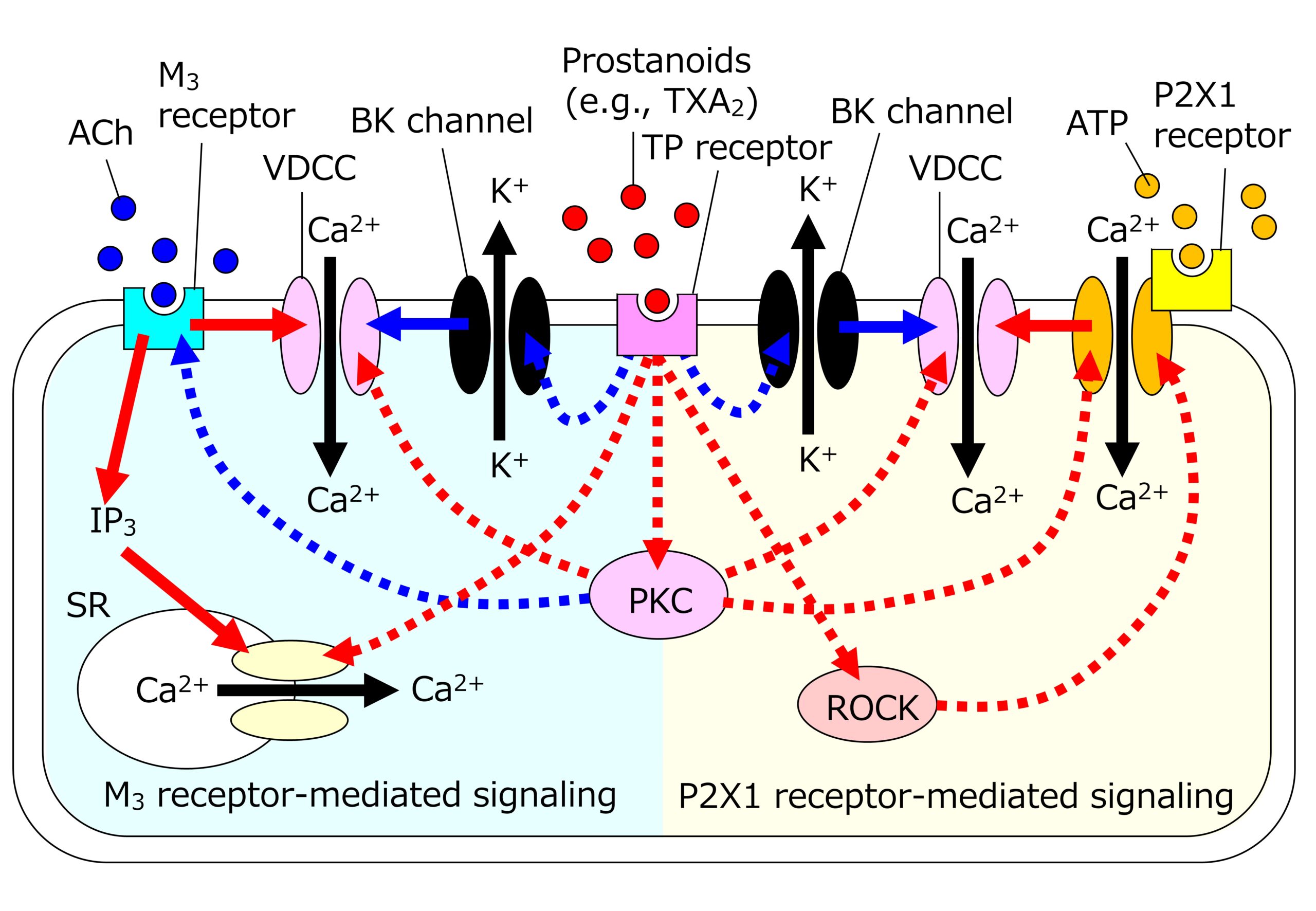 Elucidation of the mechanism whereby prostanoid TP receptor stimulation  enhances urinary bladder smooth muscle contractions induced by  parasympathetic neurotransmitters – TOHO UNIVERSITY