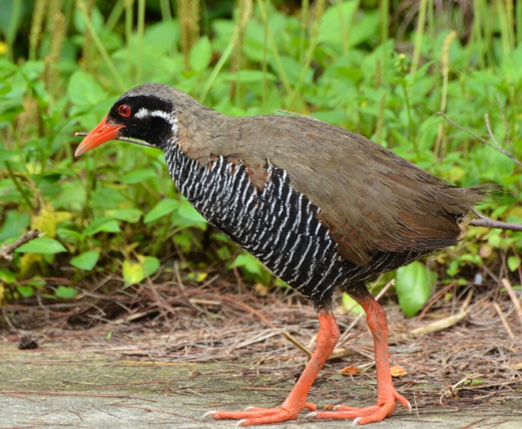 Endangered Rails Discovery of a New Species of Feather Mite from the Endangered Okinawa ...
