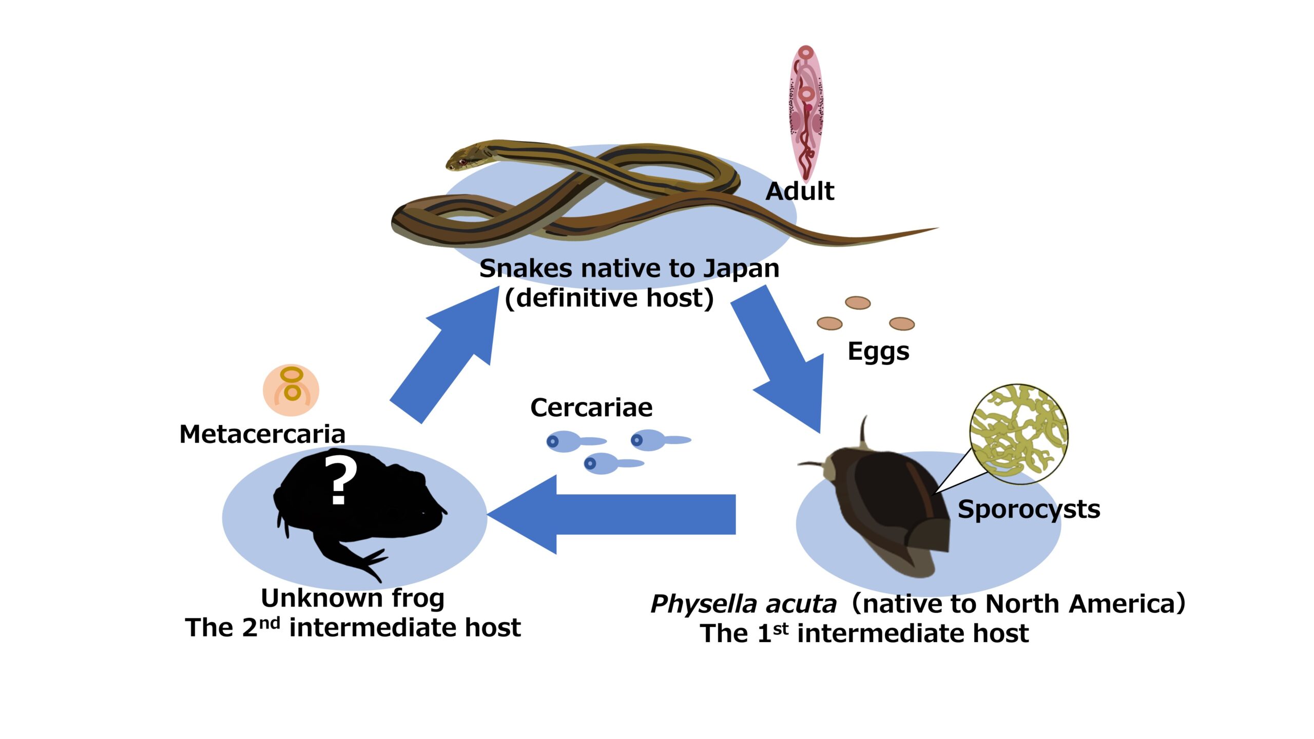 Fig2