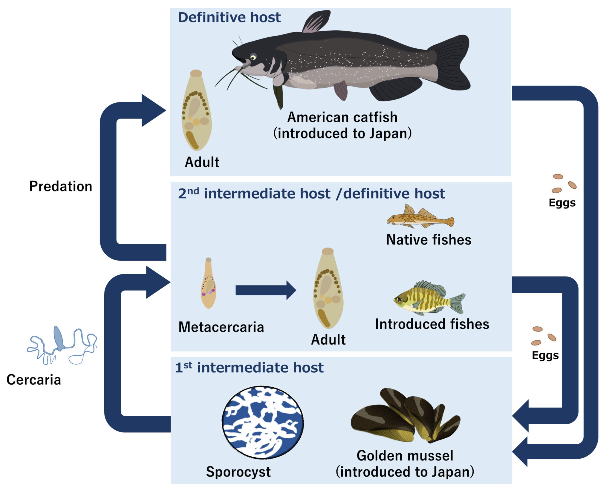 A Parasite Introduced from Mainland China Invades Parts of the Tone River System