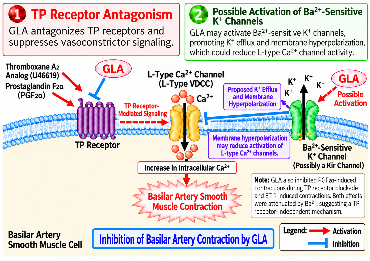 Plant-Derived Gamma-Linolenic Acid Found to Suppress Contraction of a Major Artery Supplying the Brain